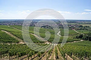 Vineyard, top view, Tokaj, Hungary
