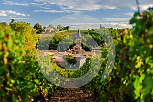 Vineyard and the town of Saint Julien, region Beaujolais, France