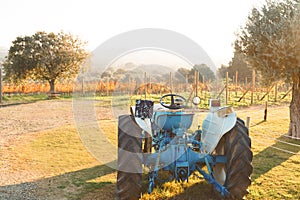 Vineyard with tractor. Agriculture, farming landscape. Rural beauty countryside with vine grapes. Autumn harvest nature