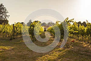 Vineyard tractor insecticide treatment