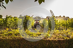 Vineyard tractor insecticide treatment