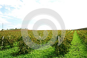 Vineyard in Trapani, Sicily