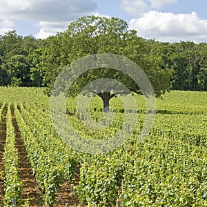 Vineyard, with tree in Burgundy. France