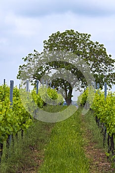 Vineyard and tree in Rheinhessen/Germany