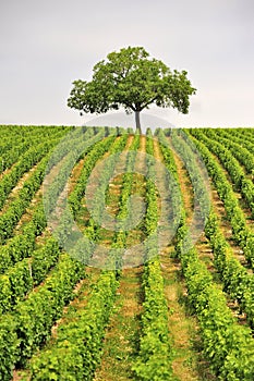 Vineyard tree, Sancerre, France photo
