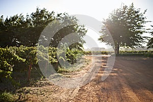 Vineyard, trees and sustainable environment in outdoors, agriculture and spring on farm or ecology. Rural road, outside