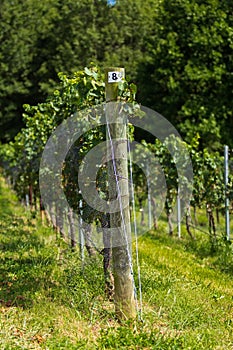 Vineyard Trellis and Grape Vine