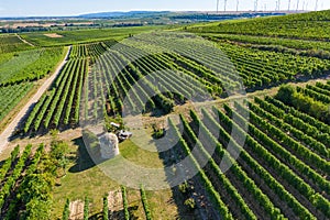 Vineyard with trullo in Rheinhessen / Germany photo