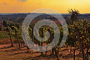 Vineyard in Tuscany photo