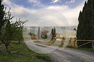 Vineyard in Tuscany