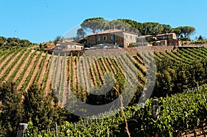 Vineyard in Tuscany