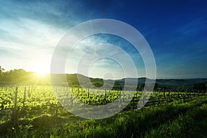 Vineyard in Tuscany