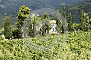 Vineyard in tuscany