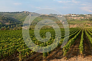 Vineyard in Tuscany.