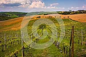 Vineyard on the Tuscany hills during spring season in Val d'Orcia