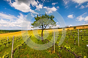 Vineyard on the Tuscany hills during spring season in Val d'Orcia