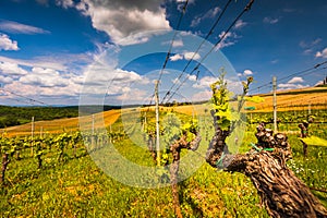 Vineyard on the Tuscany hills during spring season in Val d'Orcia