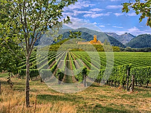 Vineyard in Tuscany, Italy