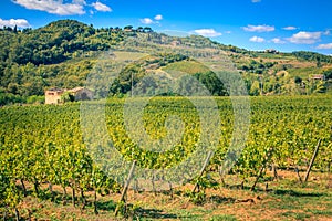 Vineyard in Tuscany, Italy