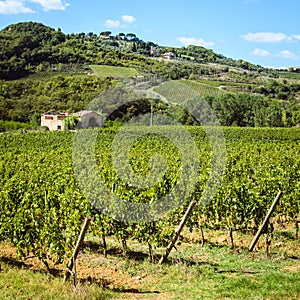 Vineyard in Tuscany, Italy