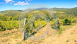 Vineyard in Tuscany, Italy