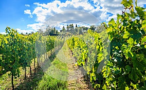 Vineyard in Tuscany, Italy