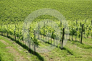 Vineyard in Tuscany (Italy)