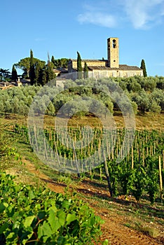 Vineyard in Tuscany, Italy