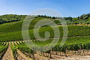 A vineyard in Tuscany, Italy