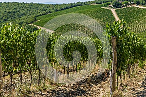 A vineyard in Tuscany, Italy