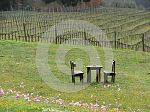 Vineyard in Tuscany Italy
