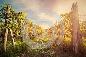 Vineyard in Tuscany, Italy. Wine farm at sunset. Vintage