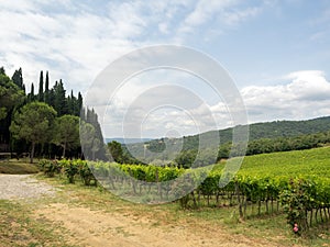 Vineyard in Tuscany, near Albola, Italy