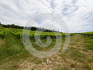 Vineyard in Tuscany, near Albola, Italy