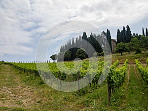 Vineyard in Tuscany, near Albola, Italy