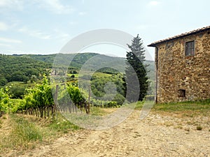 Vineyard in Tuscany, near Albola, Italy