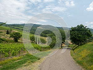 Vineyard in Tuscany, near Albola, Italy