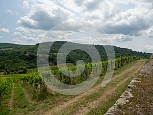 Vineyard in Tuscany, near Albola, Italy