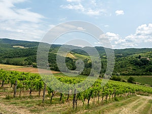 Vineyard in Tuscany, near Albola, Italy