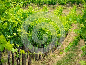 Vineyard in Tuscany, near Albola, Italy