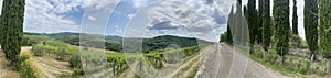 Vineyard in Tuscany, near Albola, Italy