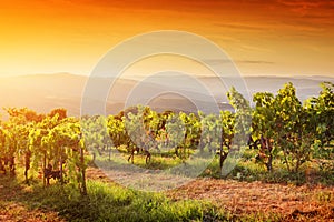 Vineyard in Tuscany, Ripe grapes at sunset