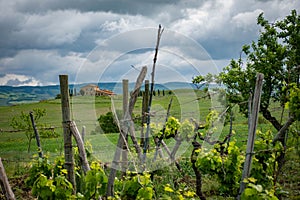 Vineyard in Tuscany, villa in the distance on a hill