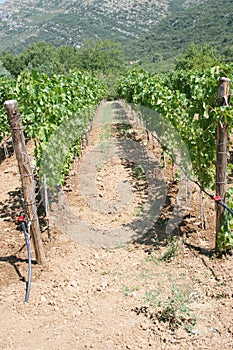 Vineyard in Tvrdos Monastery, Trebinje, Bosnia and Herzegovina