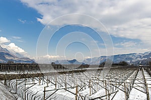 Vineyard in Tyrol in winter