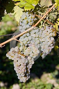 vineyard U svateho Urbana, Bily sklep rodiny Adamkovy, Czech Rep