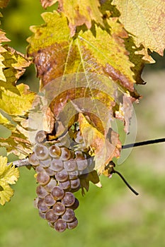 vineyard U svateho Urbana, Bily sklep rodiny Adamkovy, Czech Rep