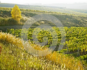 vineyard Ulehle, Dubnany, Czech Republic