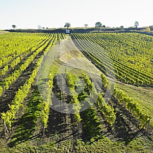 Vineyard Ulehle, Dubnany, Czech Republic