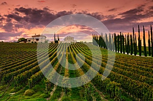 Vineyard in Umbria, Italy